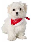 ŚWIĘTA Trixie Bandamka świąteczna dla psa rozm. S-M nr kat. 92331