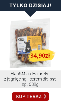 tylko dzisiaj 