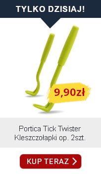 tylko dzisiaj 